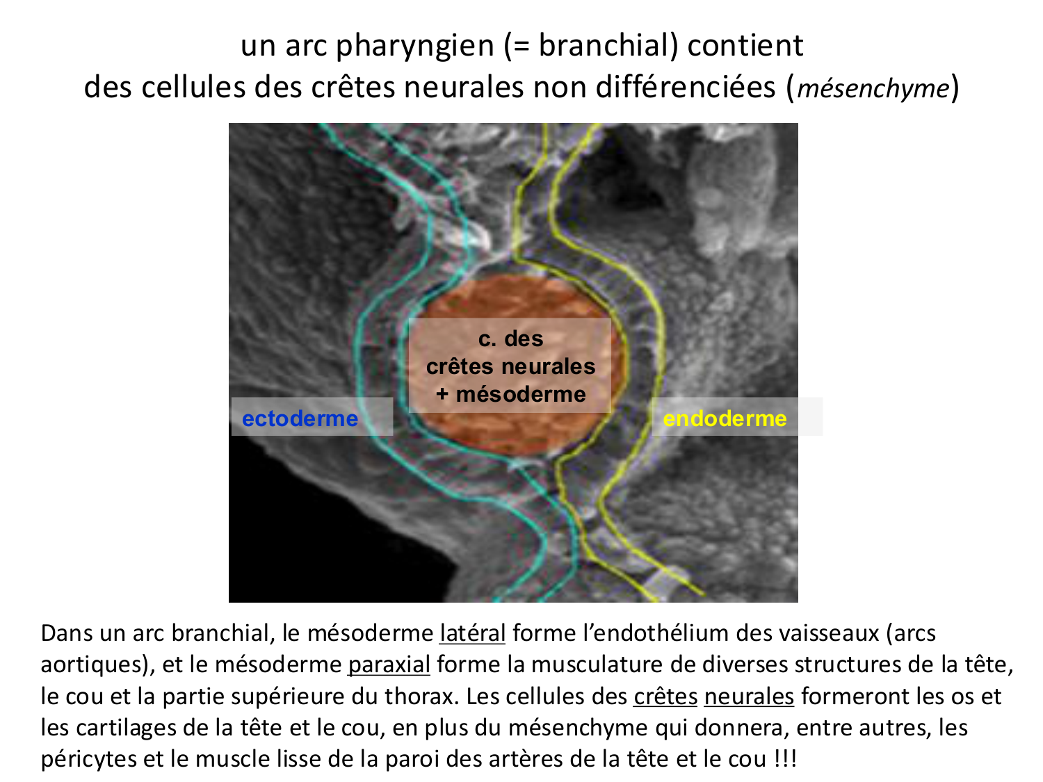 Développement du système digestif page 80