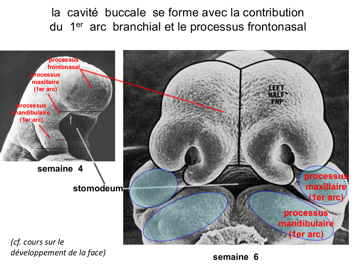 Développement du système digestif page 81