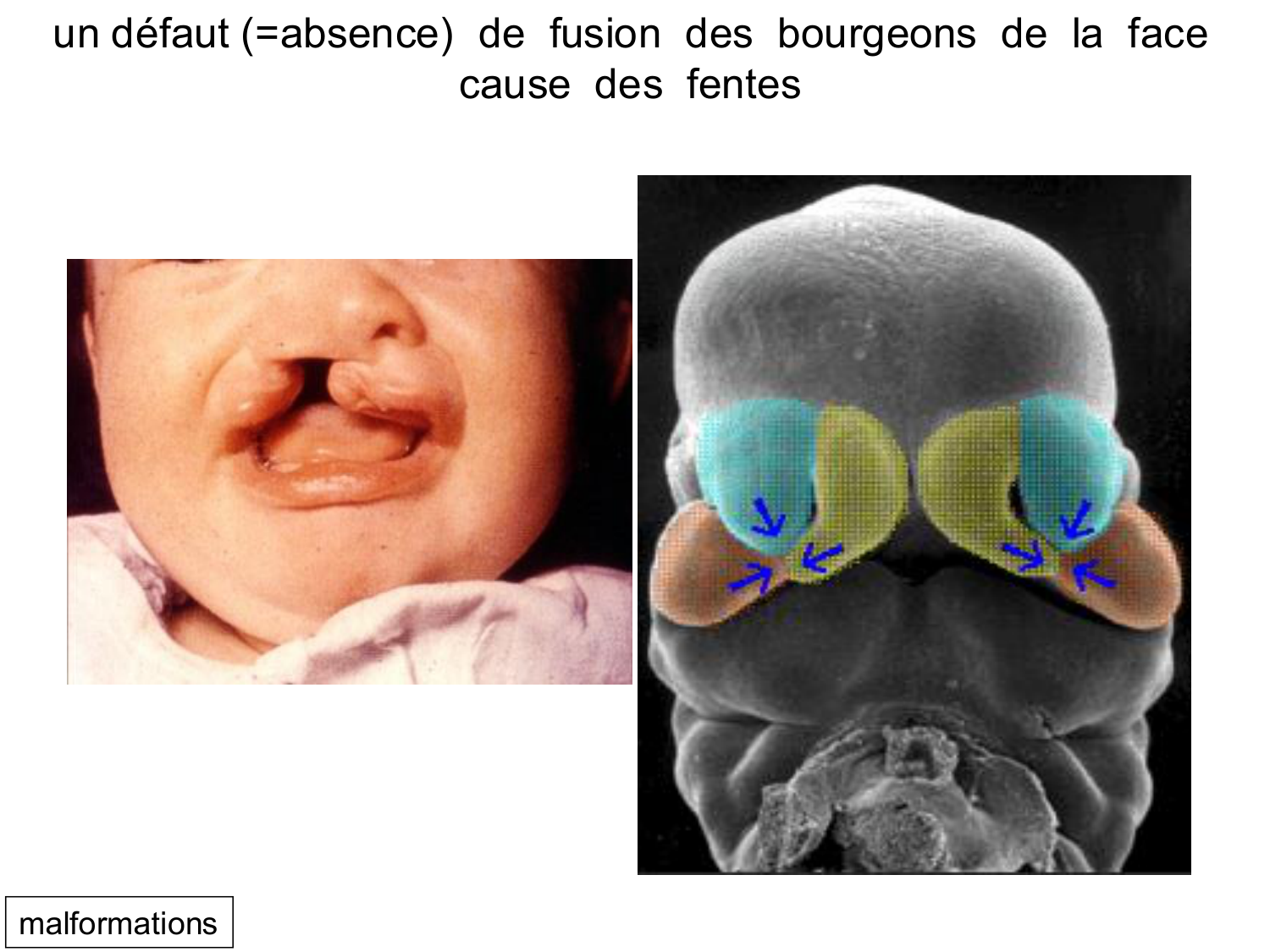 Développement du système digestif page 82