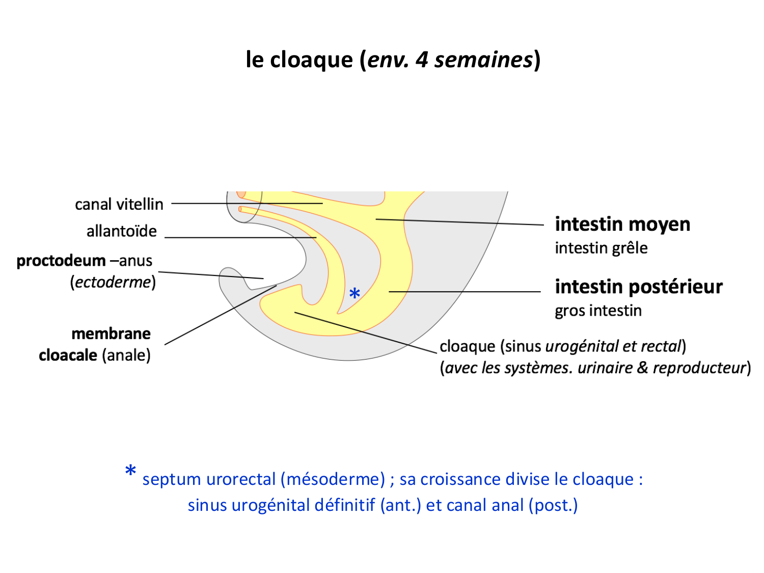 Développement du système digestif page 83