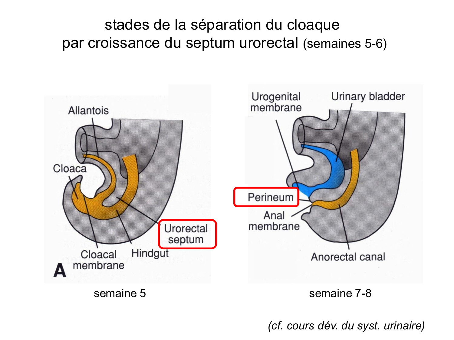 Développement du système digestif page 84