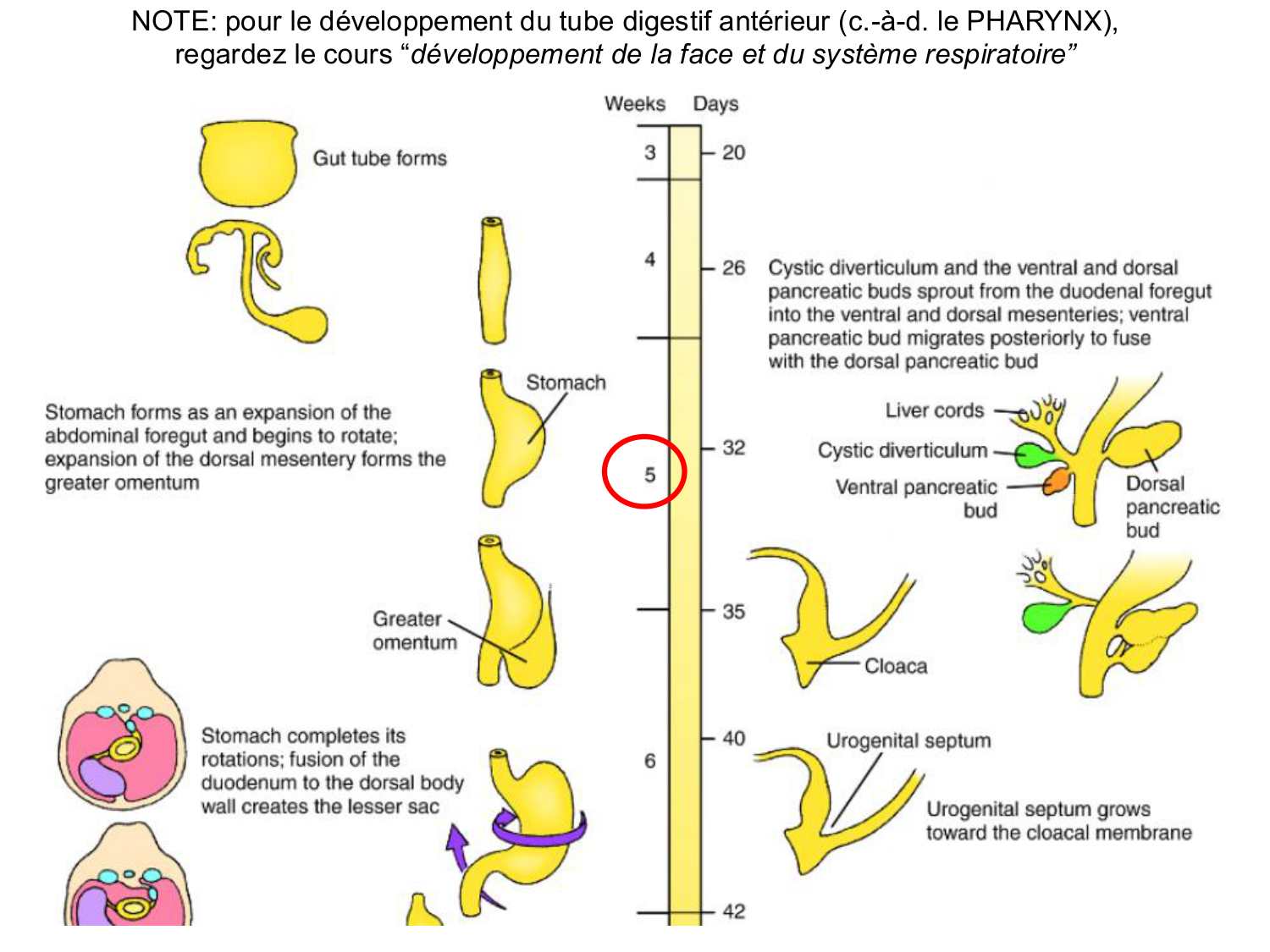 Développement du système digestif page 88