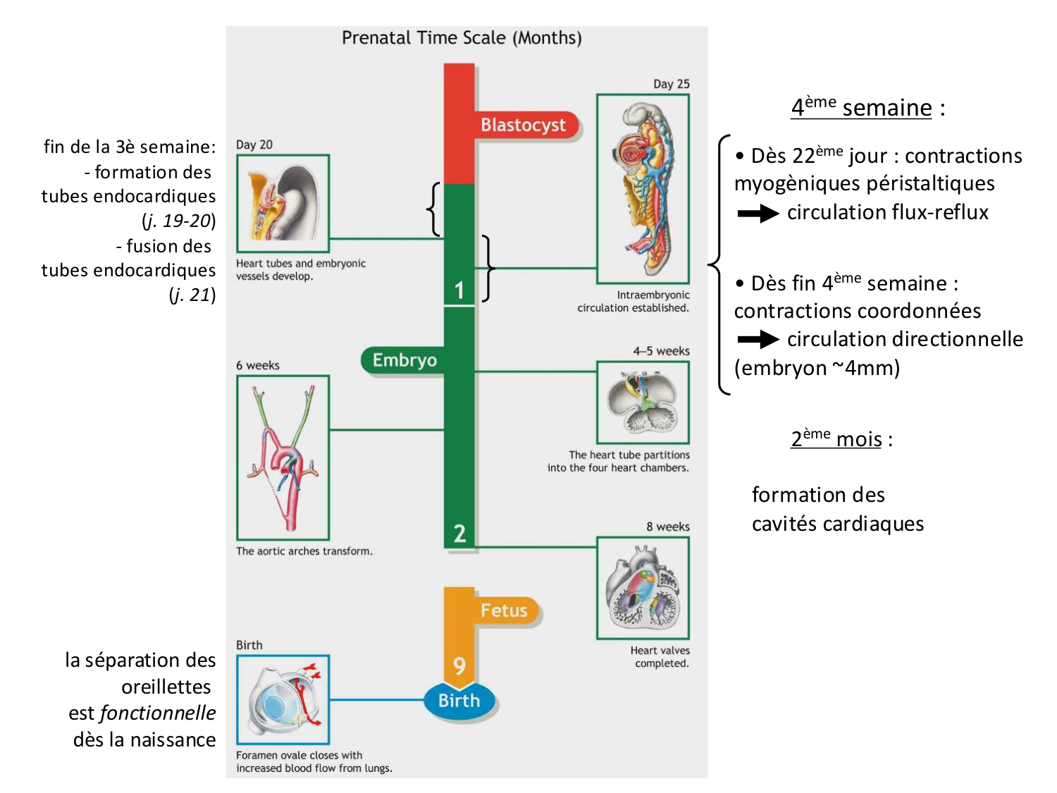 Développement du système cardiovasculaire page 2