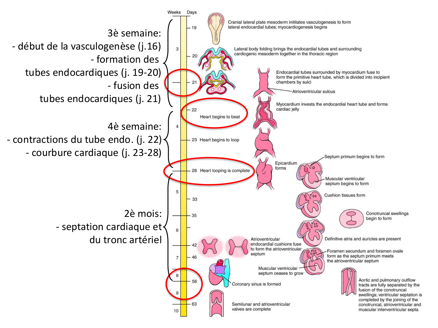 Développement du système cardiovasculaire page 3