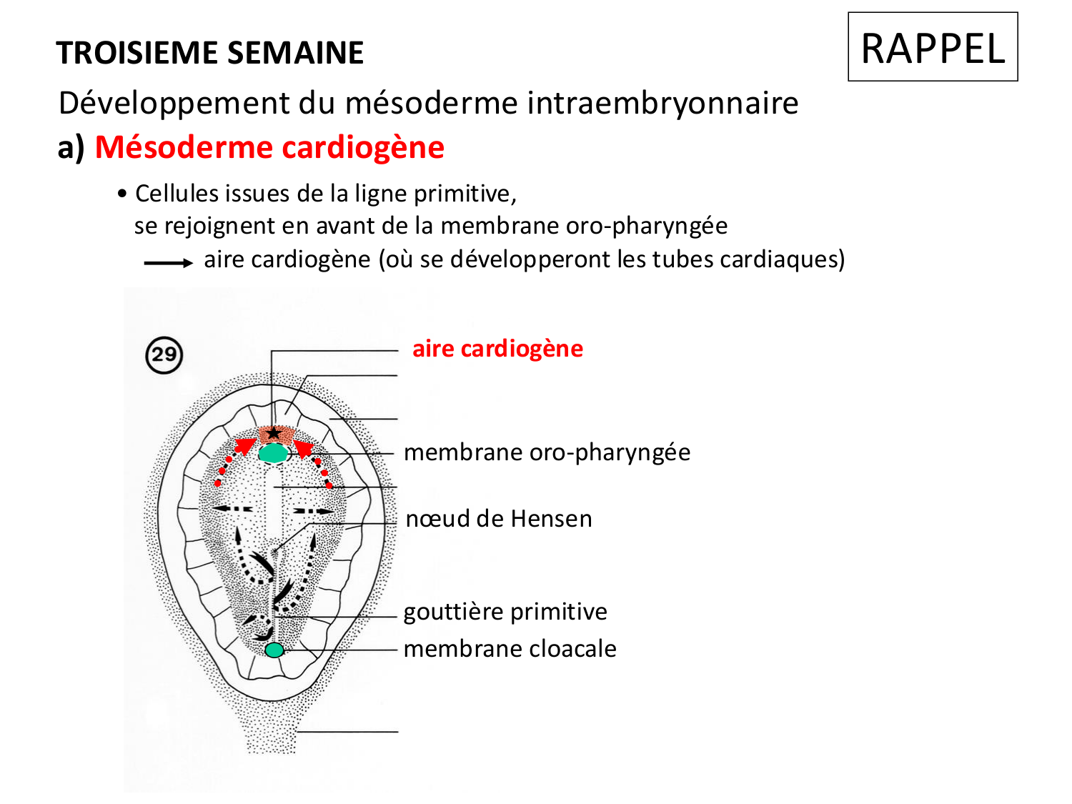 Développement du système cardiovasculaire page 5