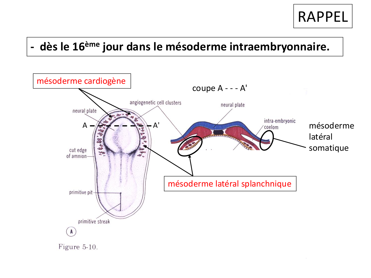 Développement du système cardiovasculaire page 7