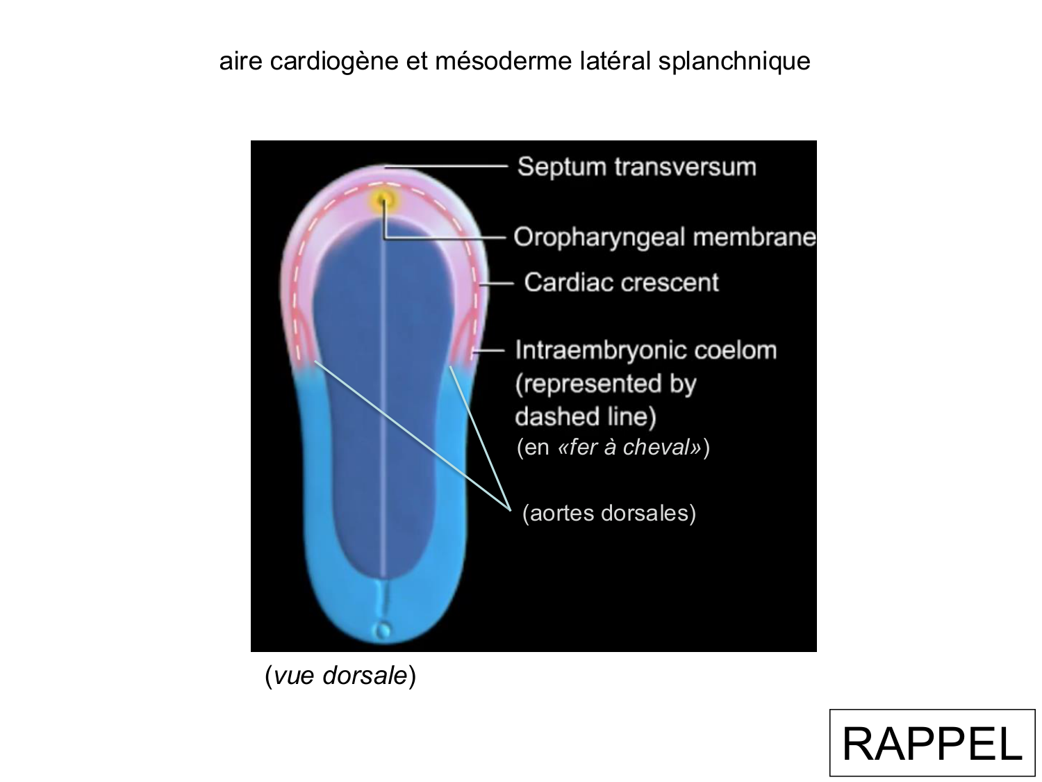 Développement du système cardiovasculaire page 9
