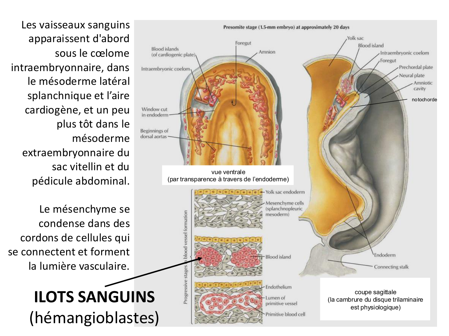 Développement du système cardiovasculaire page 10