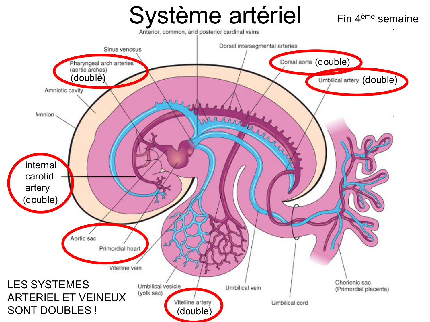 Développement du système cardiovasculaire page 12