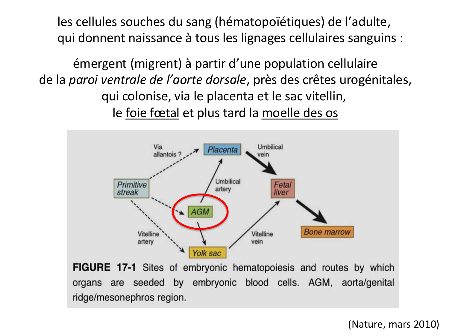Développement du système cardiovasculaire page 13