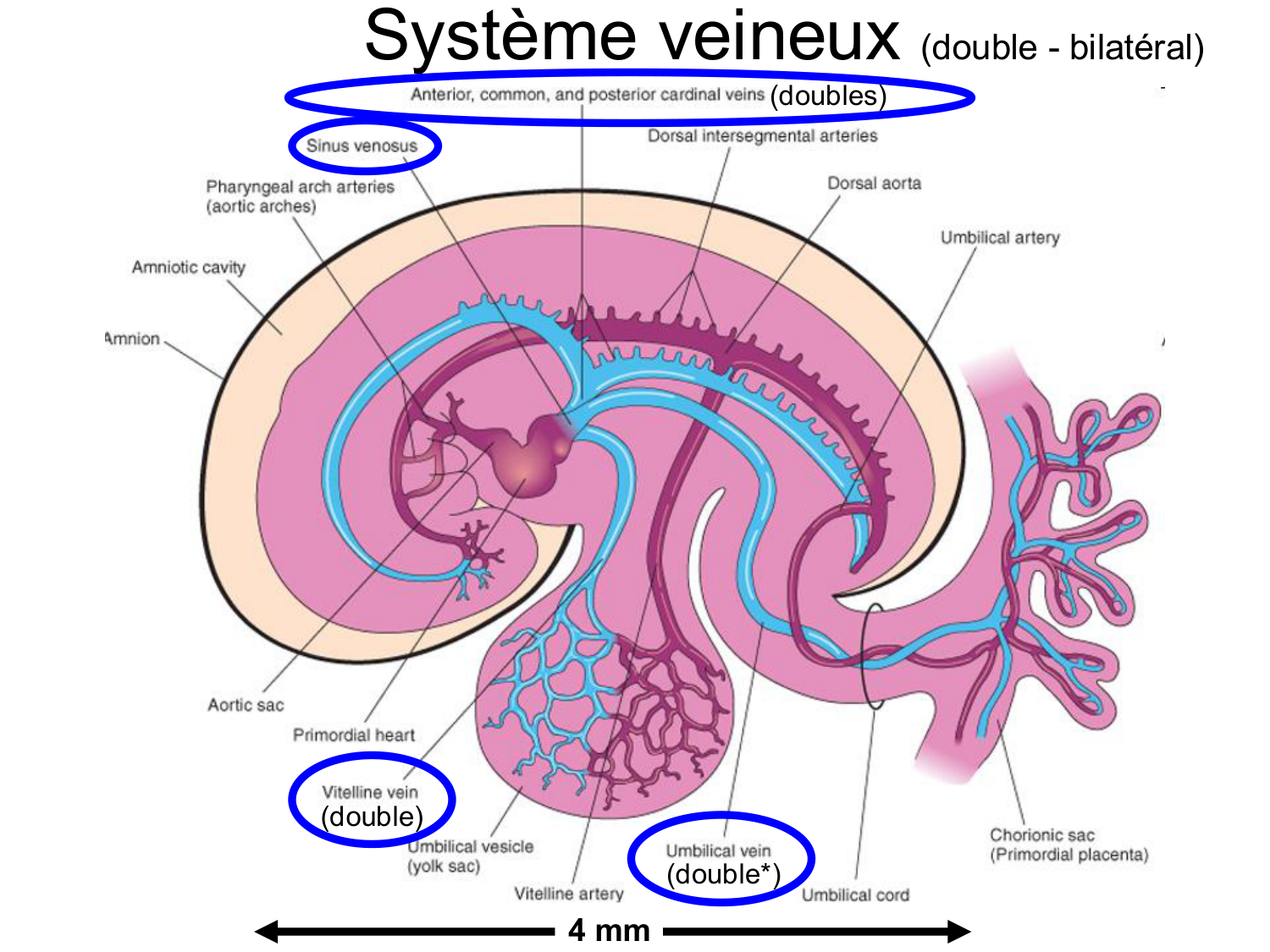 Développement du système cardiovasculaire page 14