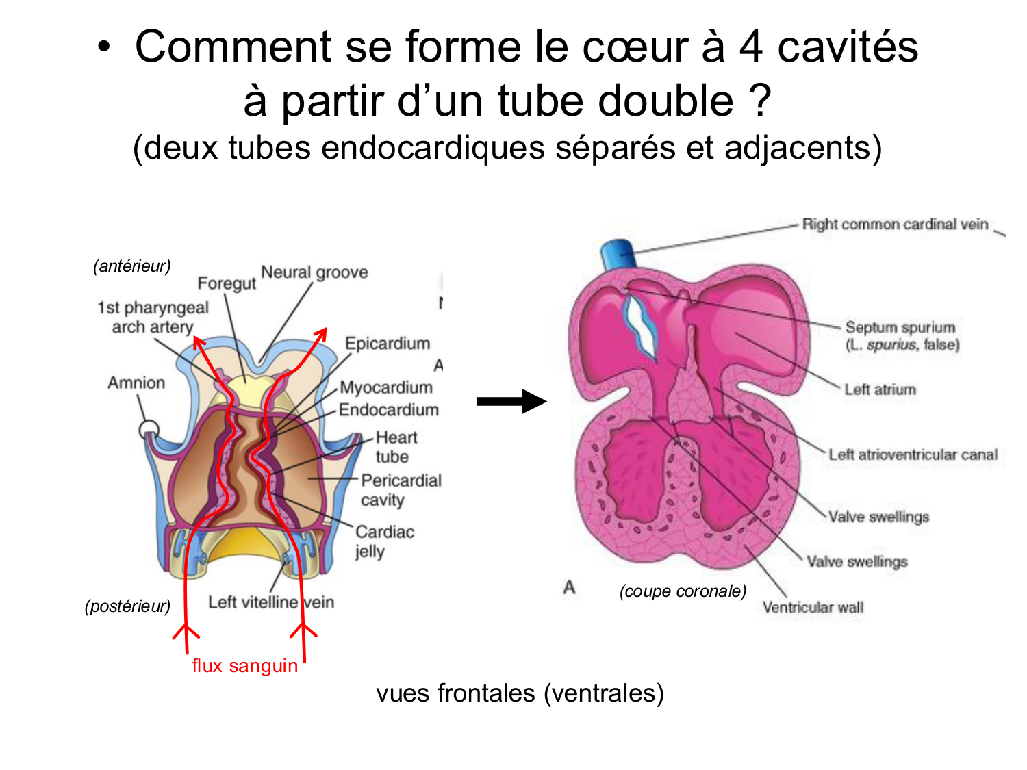 Développement du système cardiovasculaire page 15