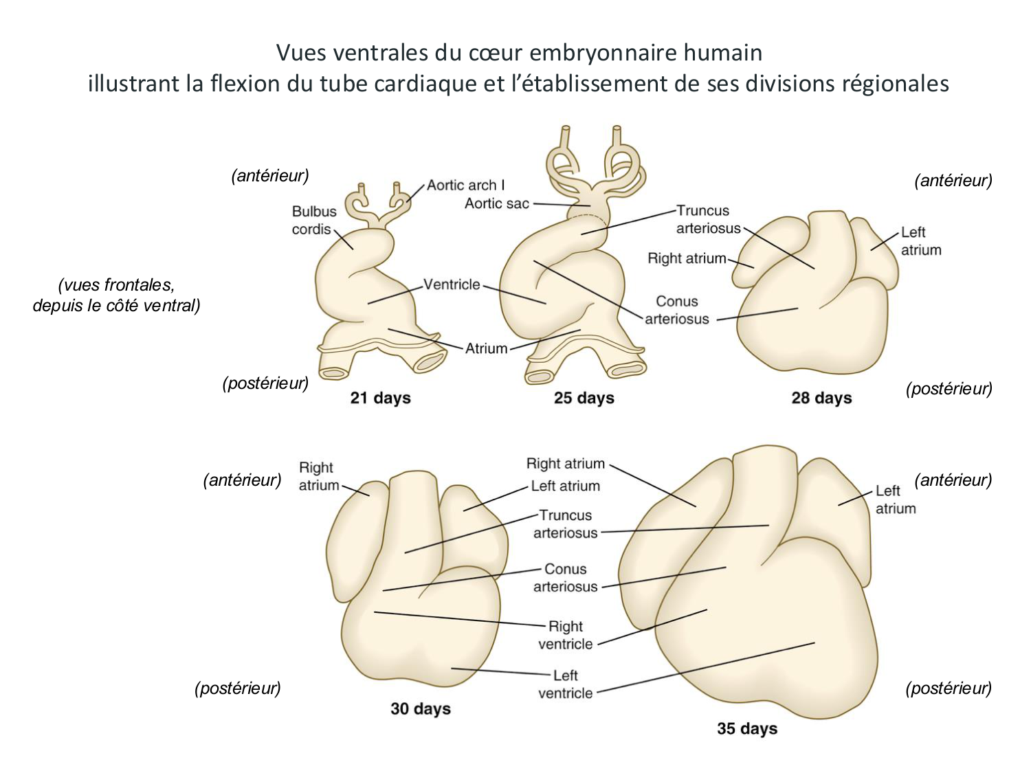 Développement du système cardiovasculaire page 18