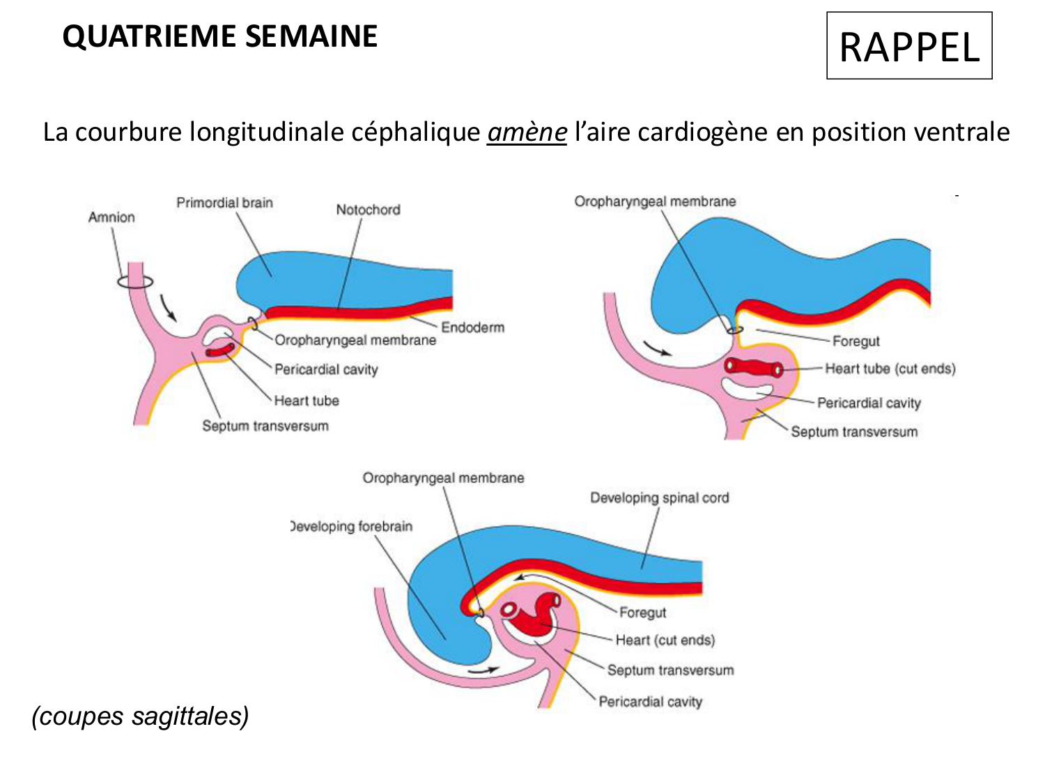 Développement du système cardiovasculaire page 19