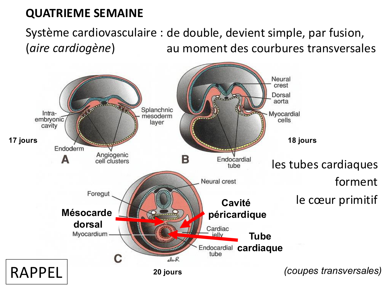 Développement du système cardiovasculaire page 20