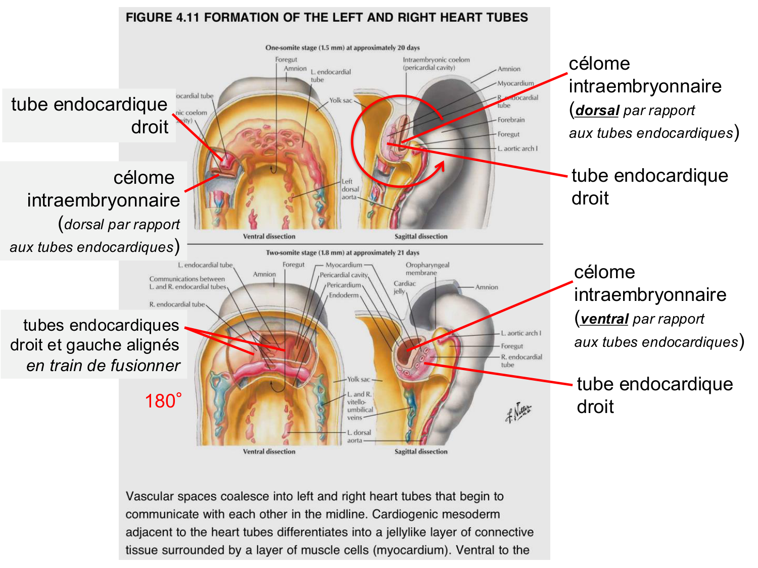 Développement du système cardiovasculaire page 21