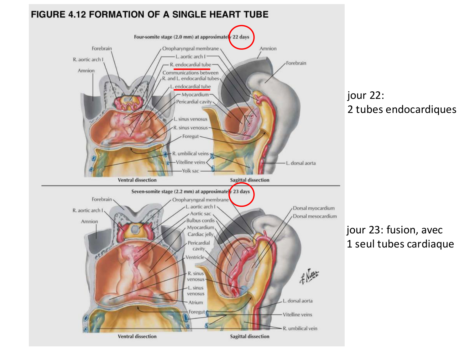 Développement du système cardiovasculaire page 22