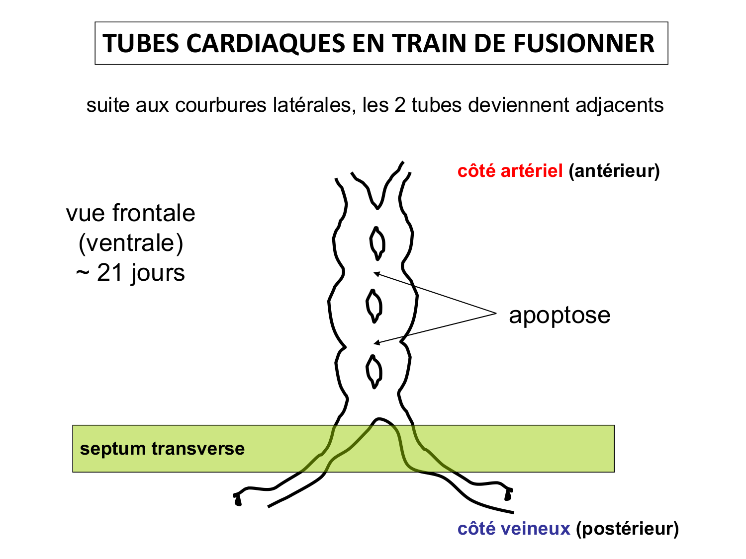 Développement du système cardiovasculaire page 23