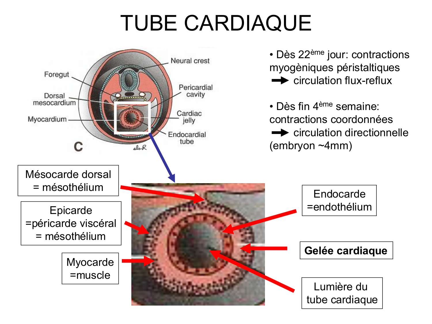 Développement du système cardiovasculaire page 24