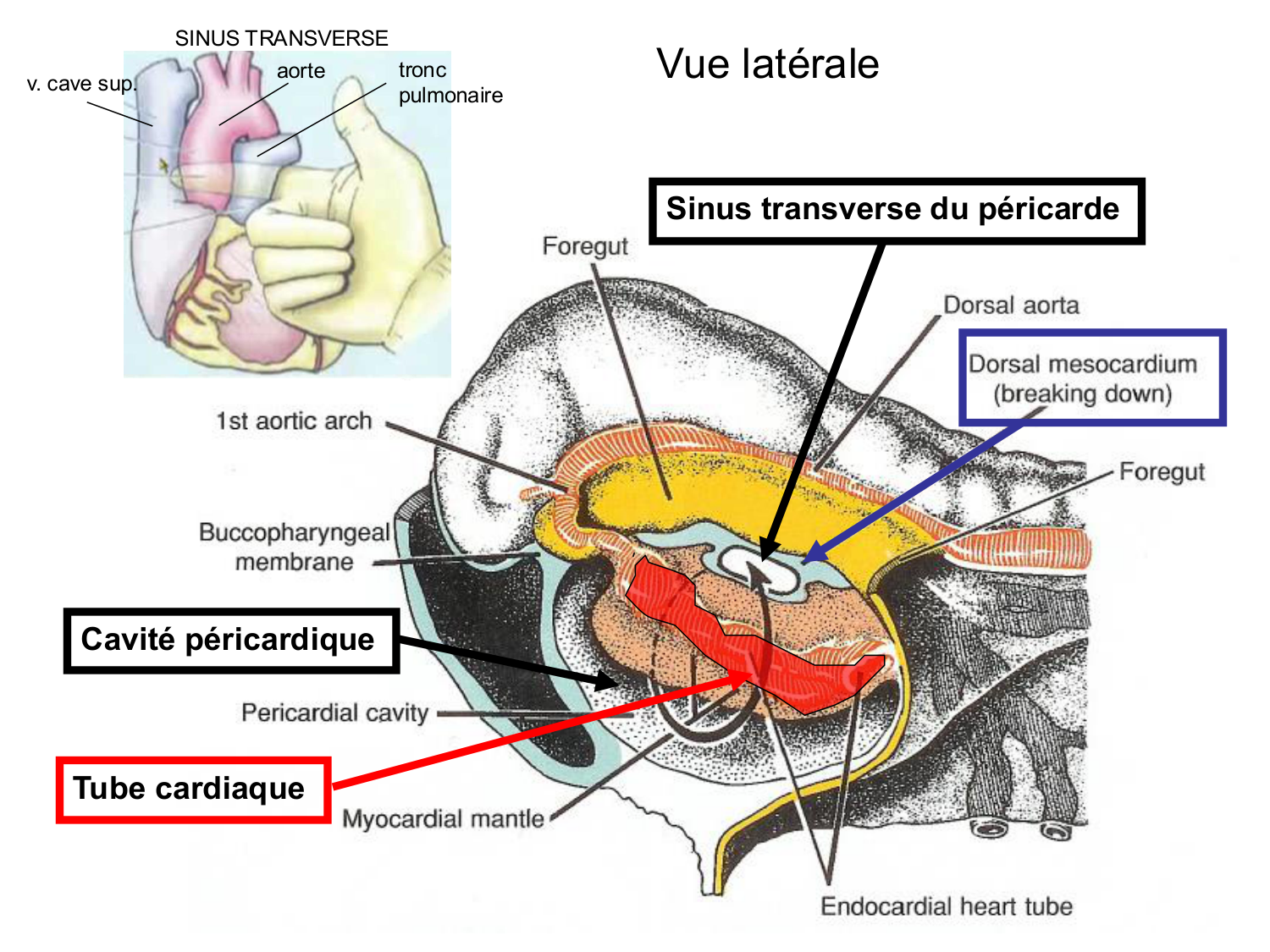 Développement du système cardiovasculaire page 25