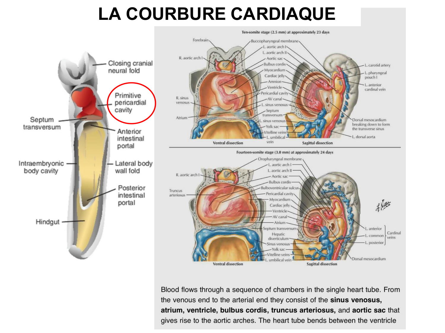Développement du système cardiovasculaire page 26
