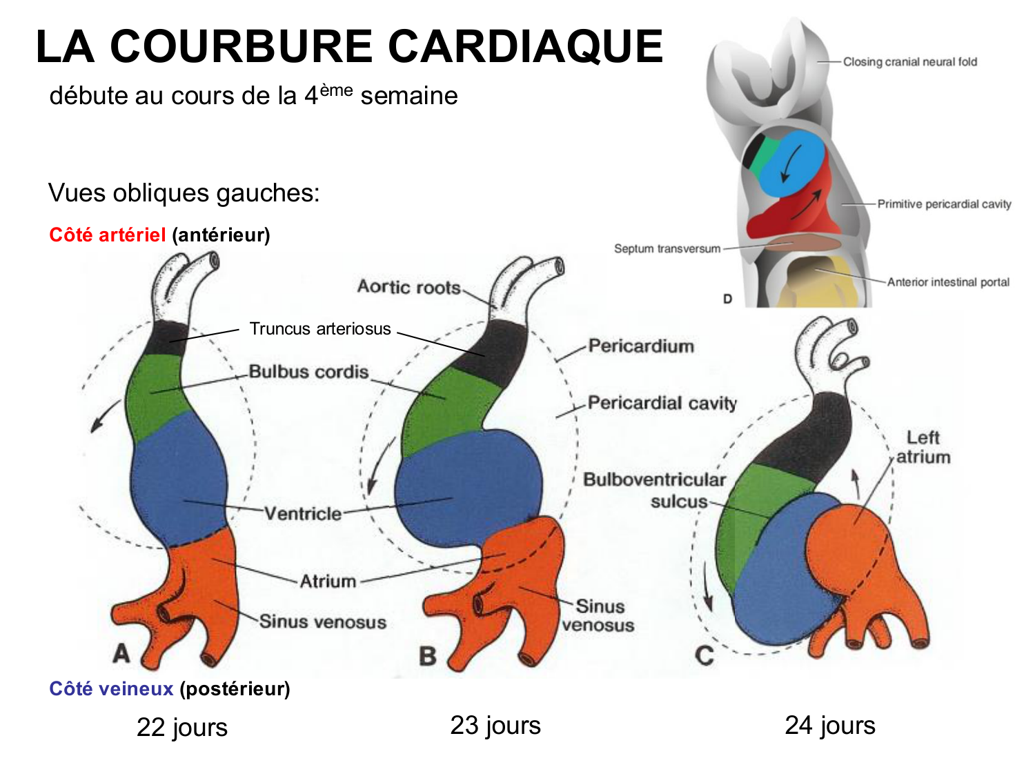 Développement du système cardiovasculaire page 27