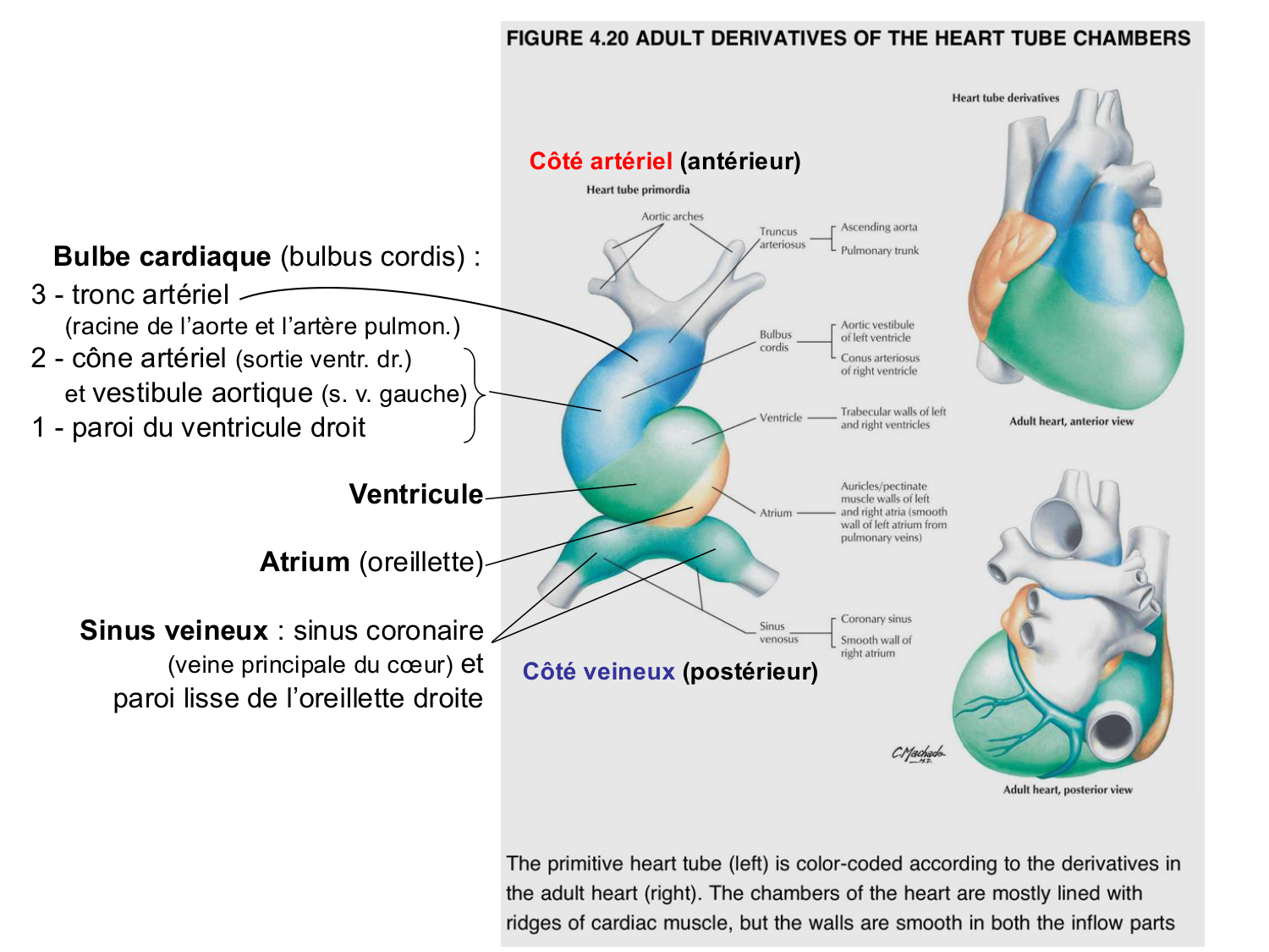 Développement du système cardiovasculaire page 28