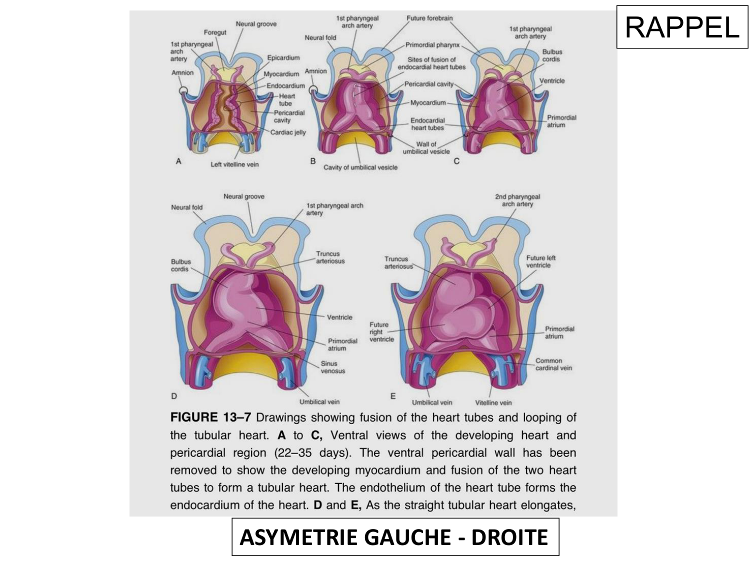 Développement du système cardiovasculaire page 29