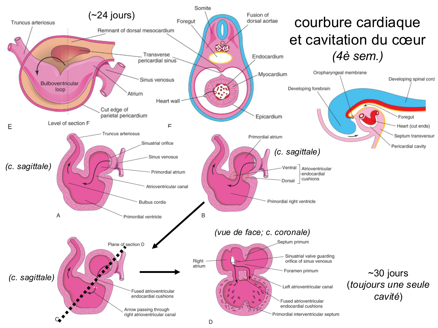 Développement du système cardiovasculaire page 30