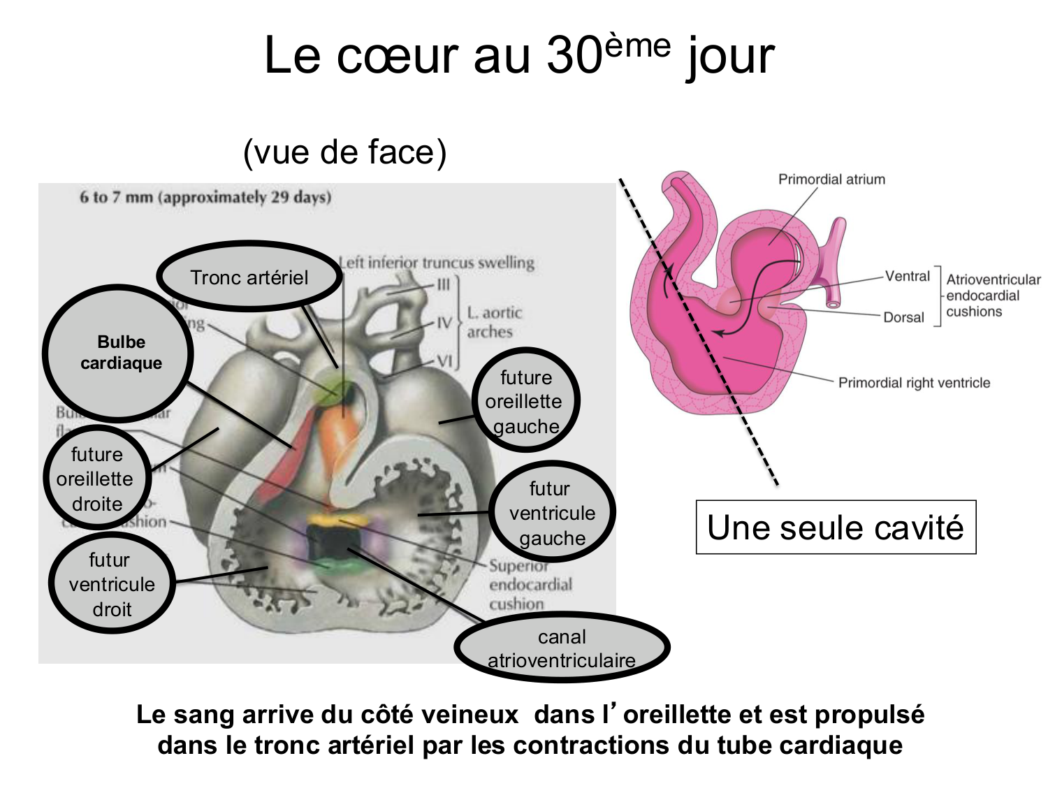 Développement du système cardiovasculaire page 31