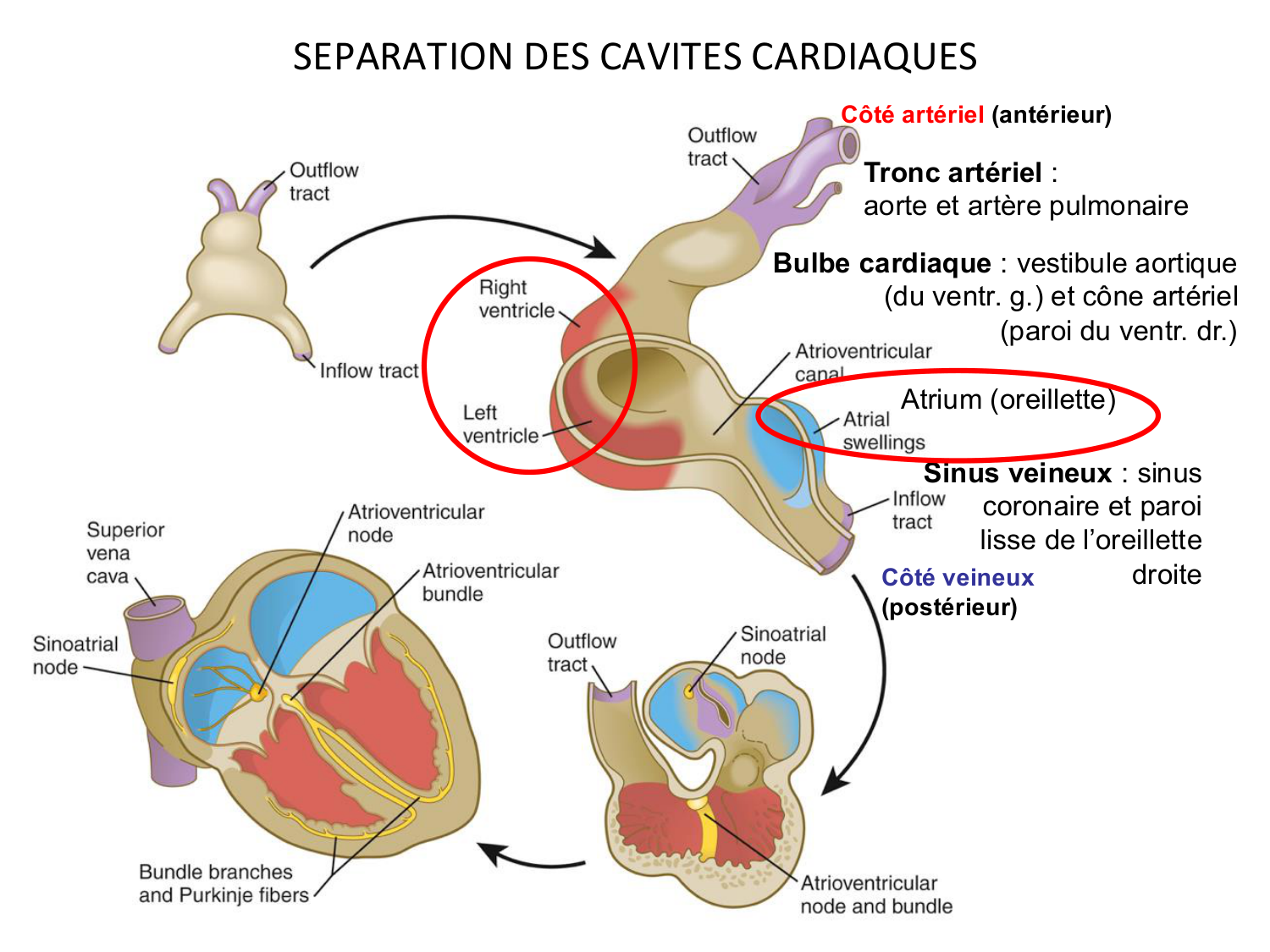 Développement du système cardiovasculaire page 32