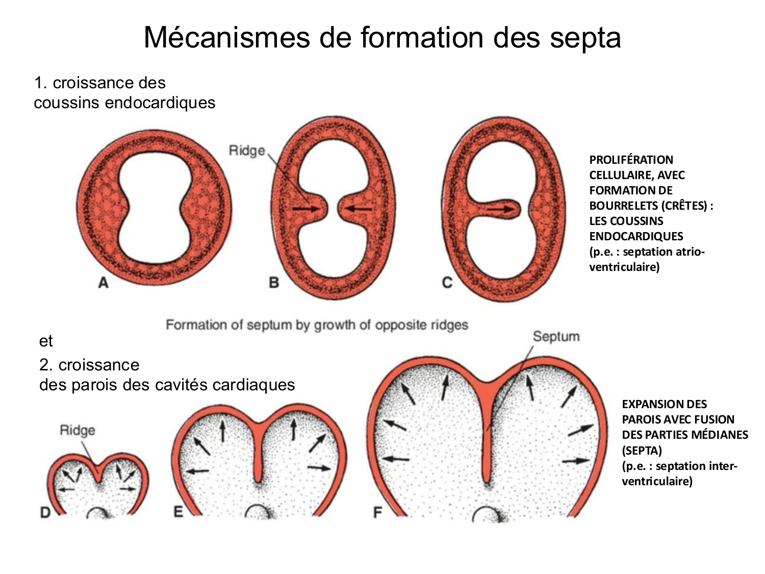 Développement du système cardiovasculaire page 34