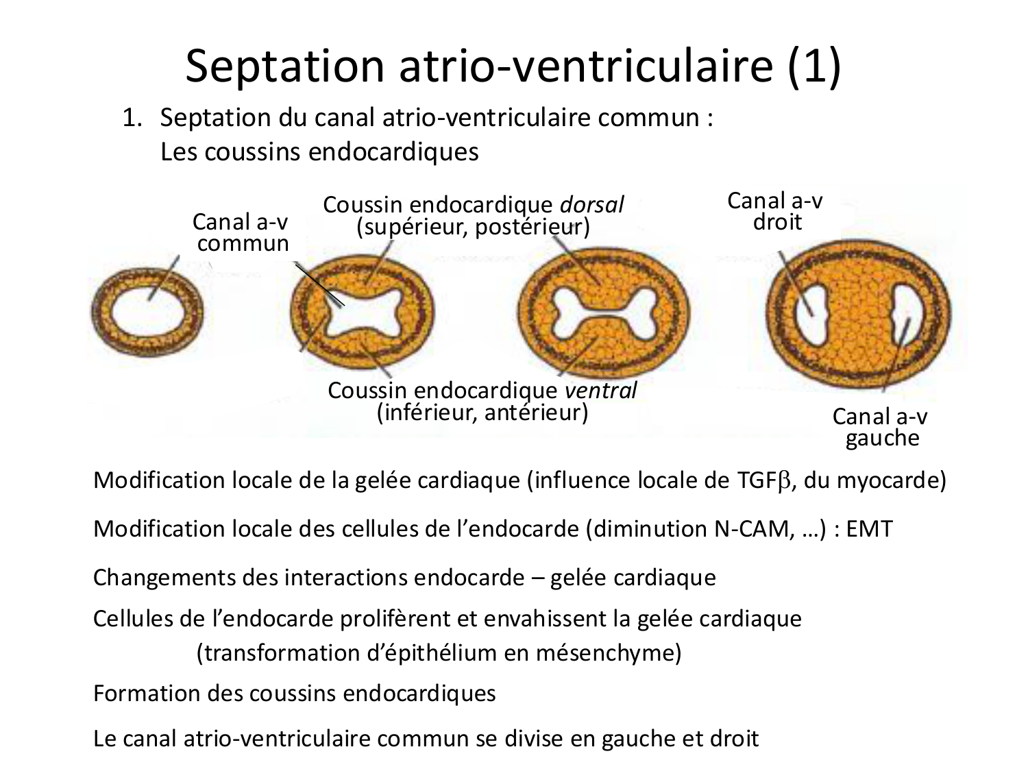 Développement du système cardiovasculaire page 35