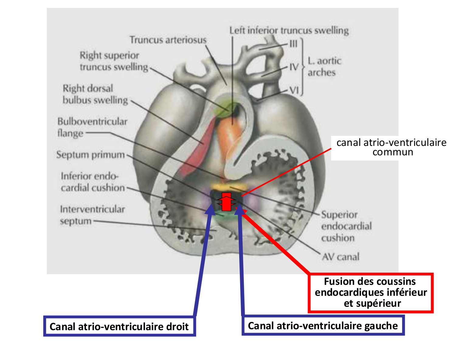 Développement du système cardiovasculaire page 36