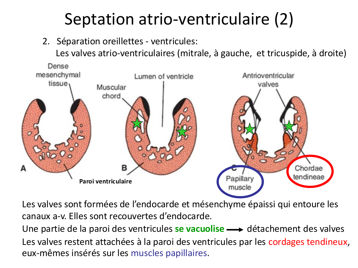 Développement du système cardiovasculaire page 37