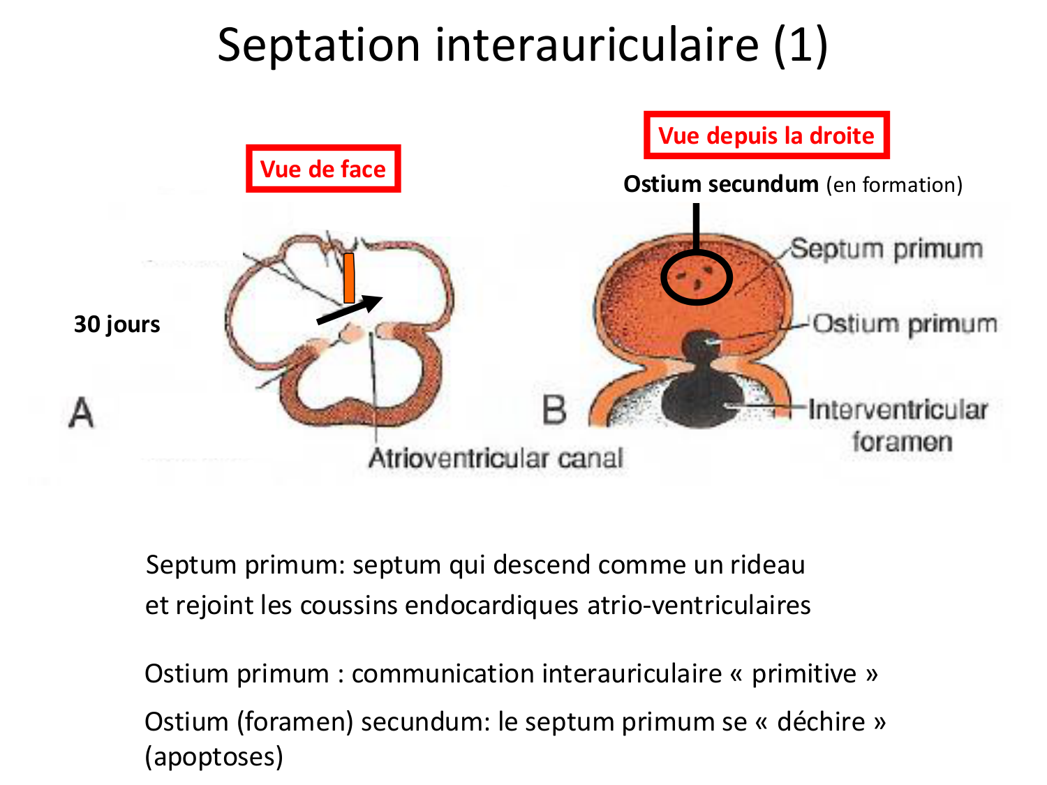 Développement du système cardiovasculaire page 39