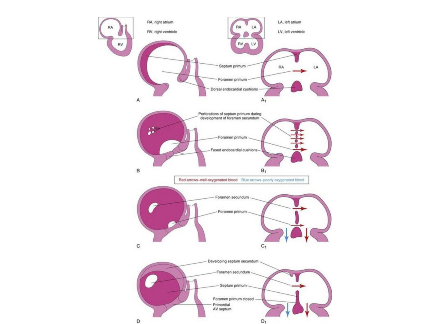 Développement du système cardiovasculaire page 40