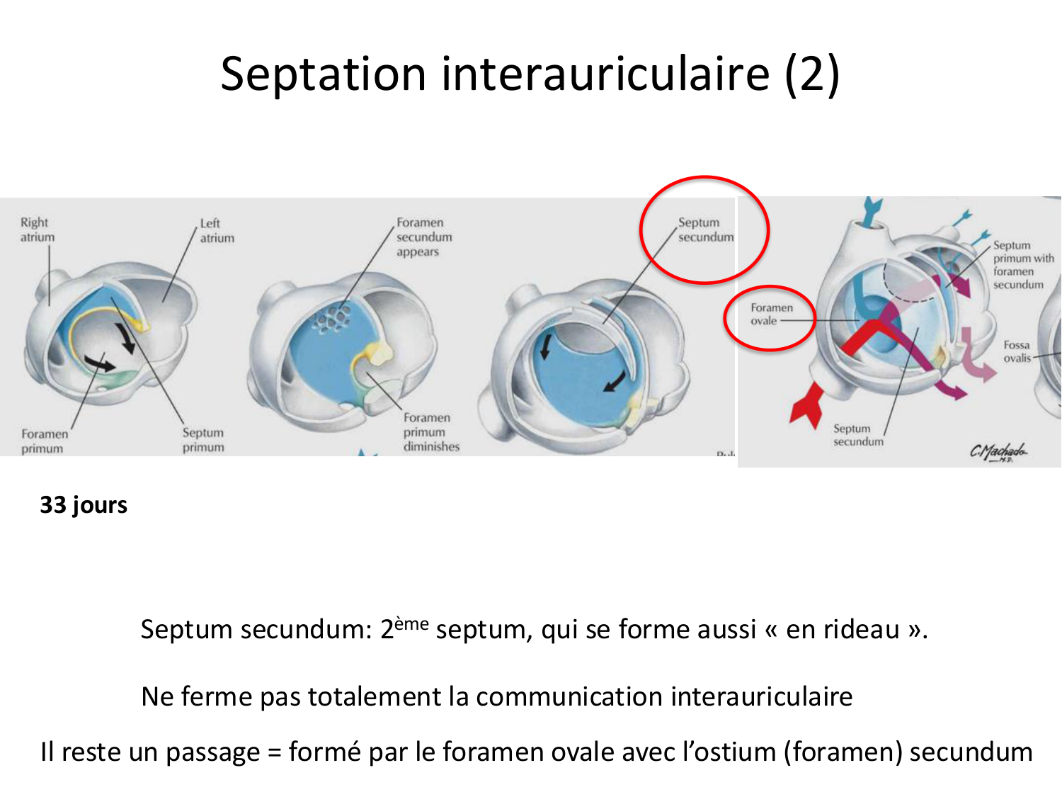 Développement du système cardiovasculaire page 41