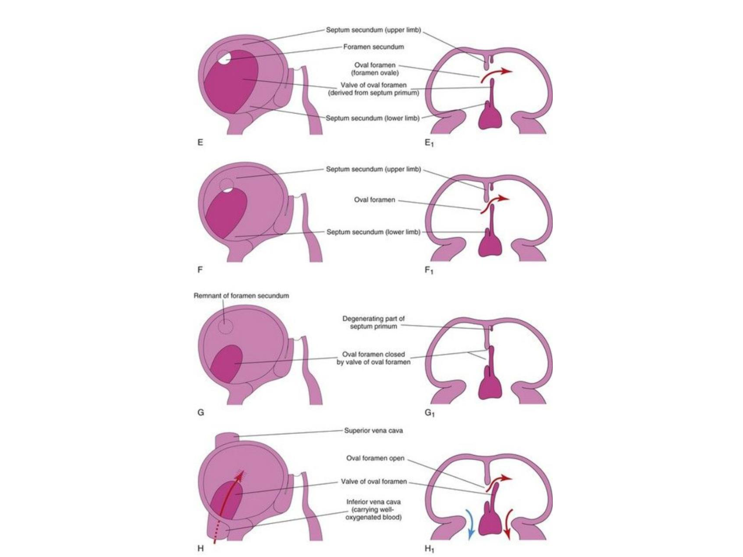 Développement du système cardiovasculaire page 42