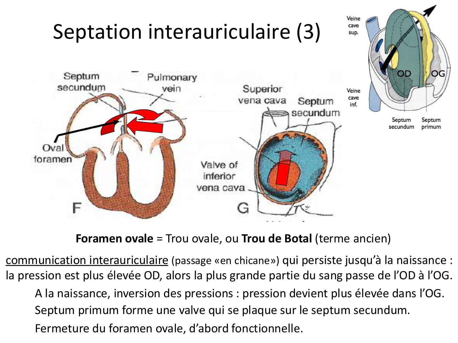 Développement du système cardiovasculaire page 43