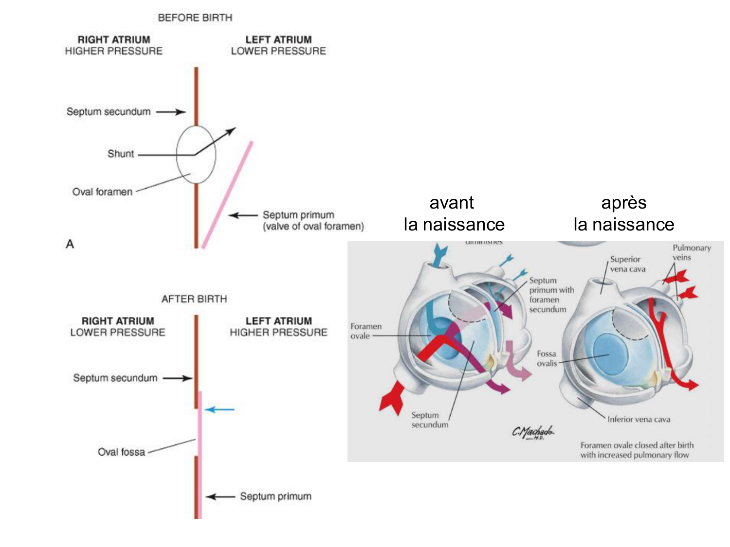 Développement du système cardiovasculaire page 44
