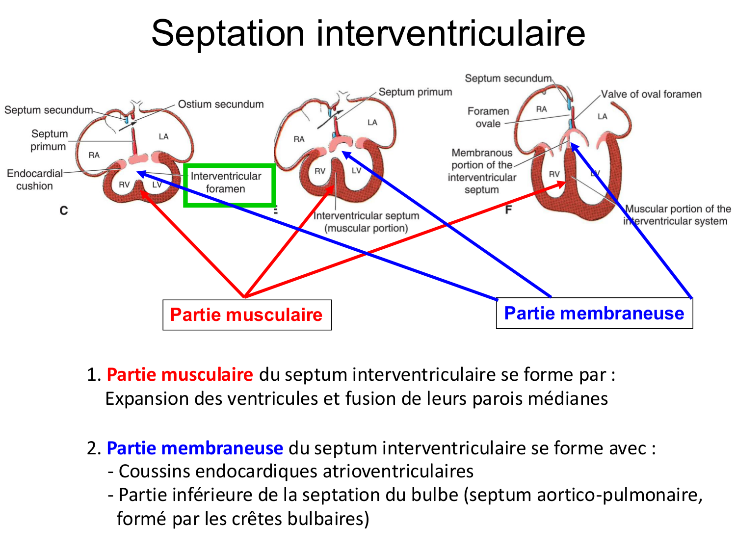 Développement du système cardiovasculaire page 46