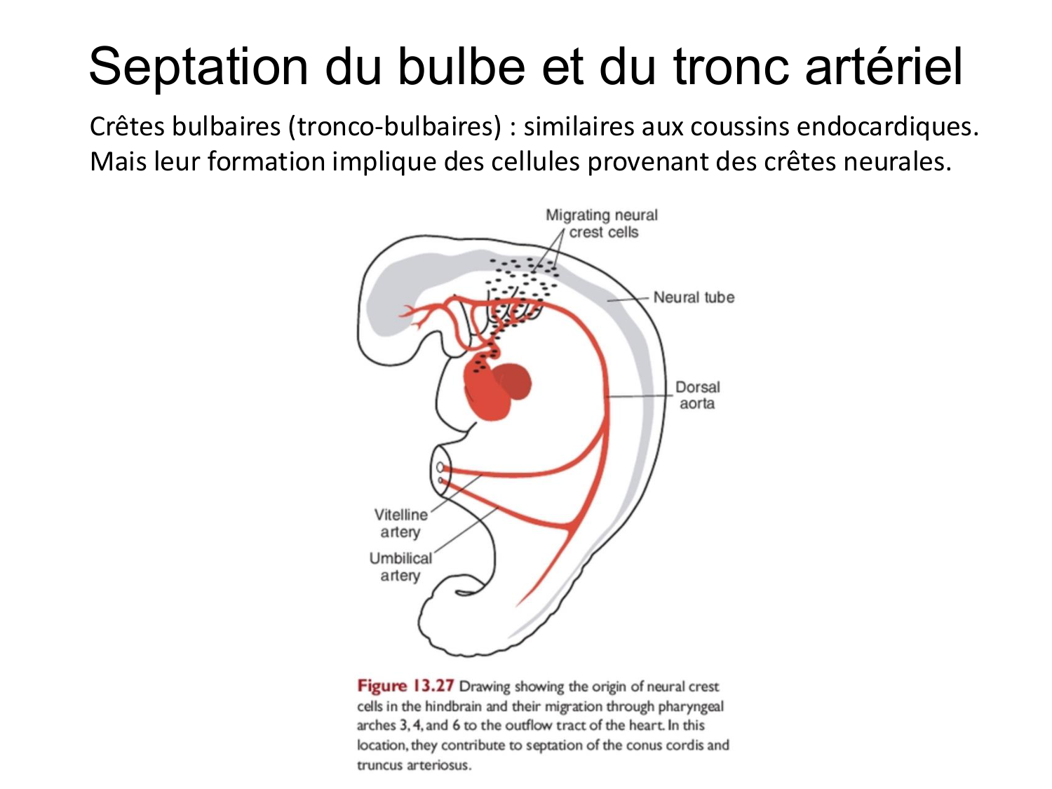 Développement du système cardiovasculaire page 47