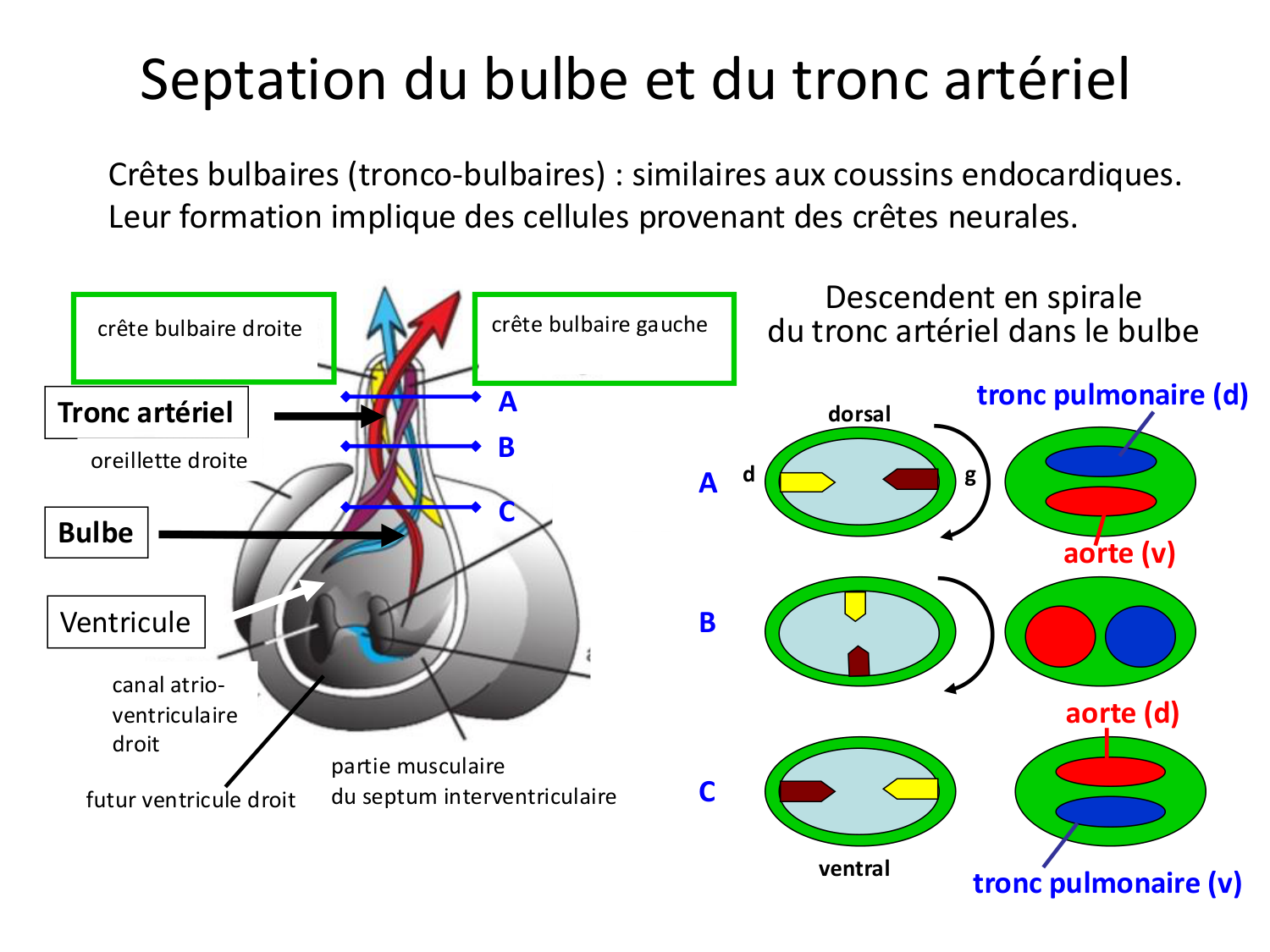 Développement du système cardiovasculaire page 48