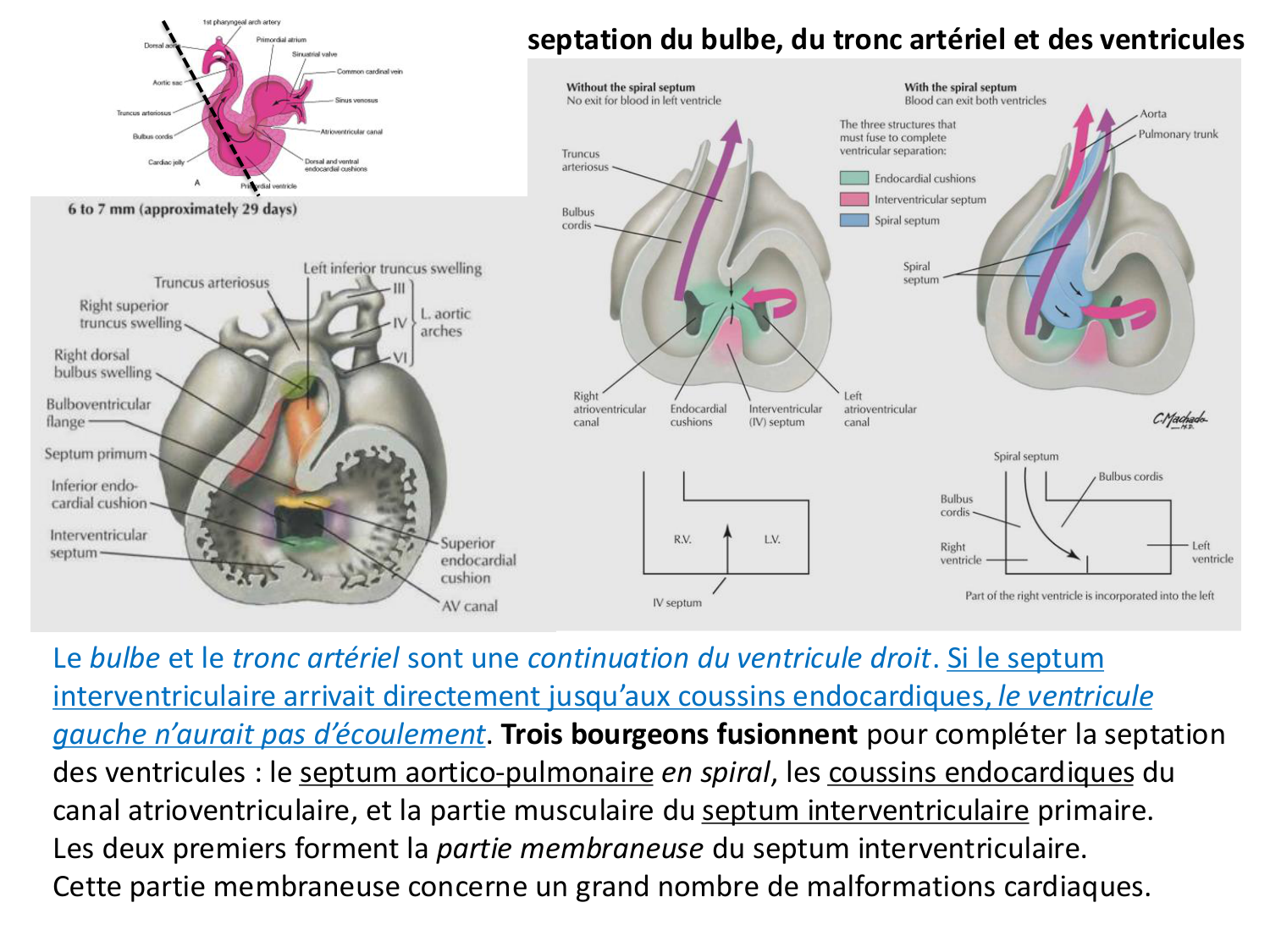 Développement du système cardiovasculaire page 49
