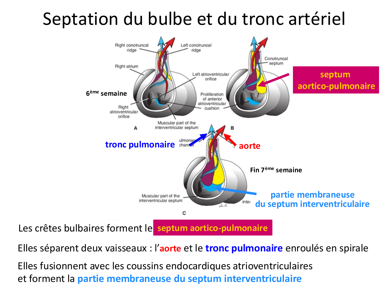 Développement du système cardiovasculaire page 50