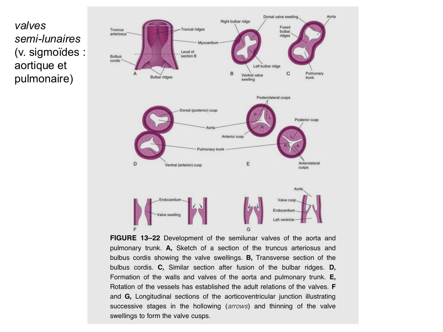 Développement du système cardiovasculaire page 51