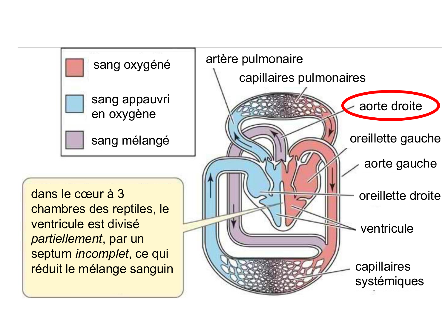 Développement du système cardiovasculaire page 54