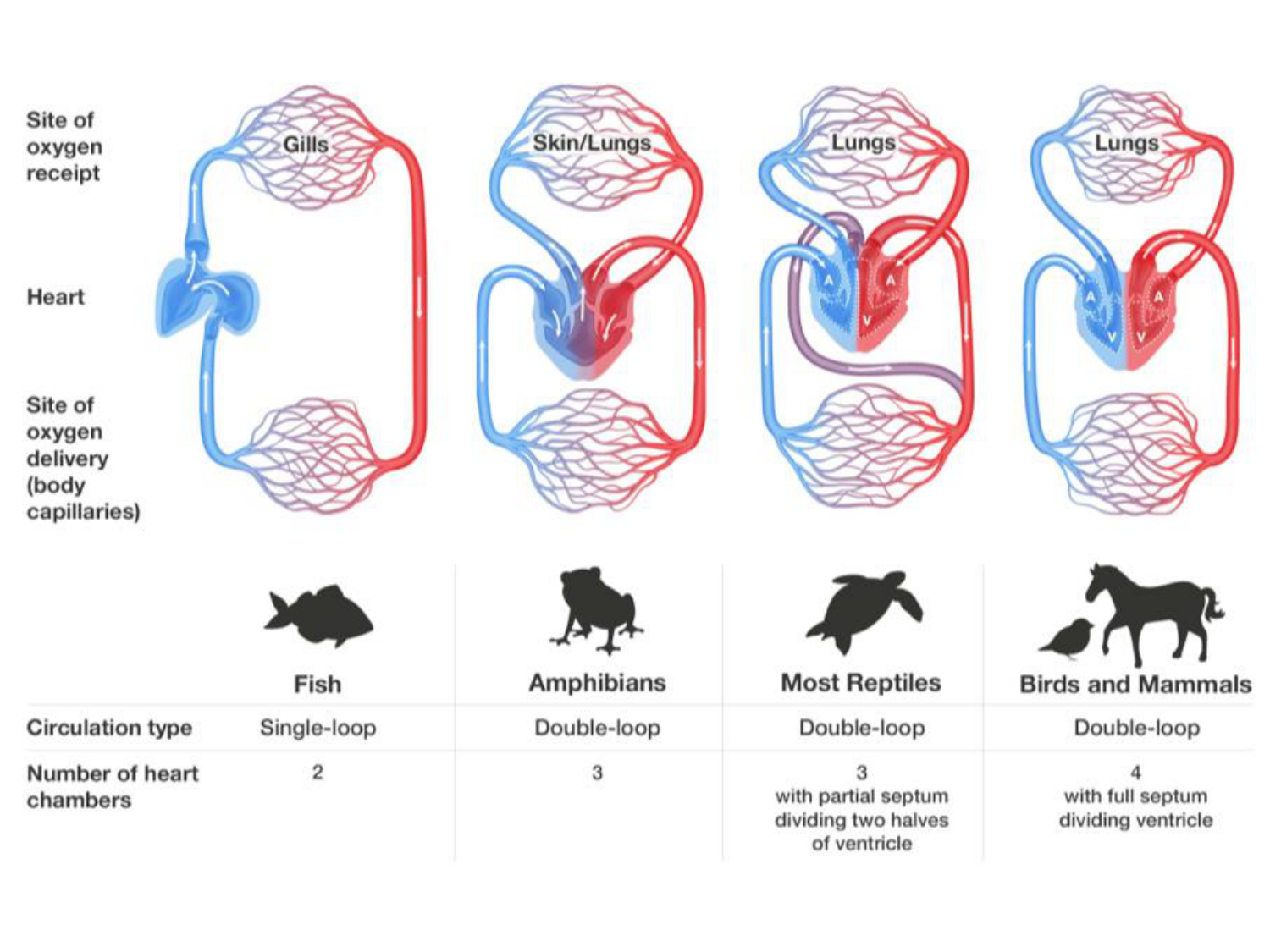 Développement du système cardiovasculaire page 55