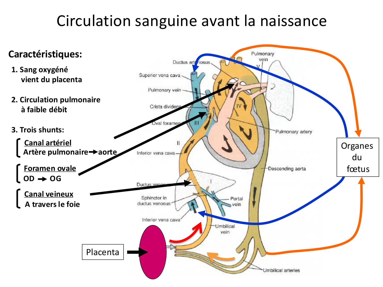 Développement du système cardiovasculaire page 56